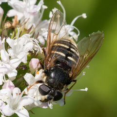 Sericomyia