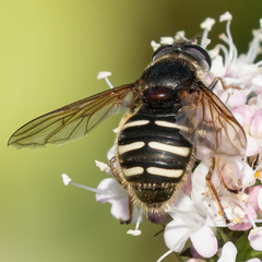 Sericomyia
