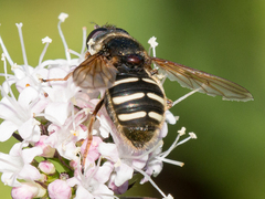 Sericomyia