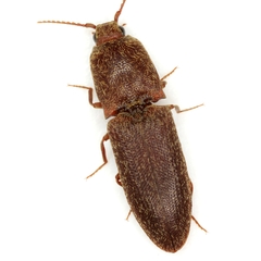 Lacon impressicollis