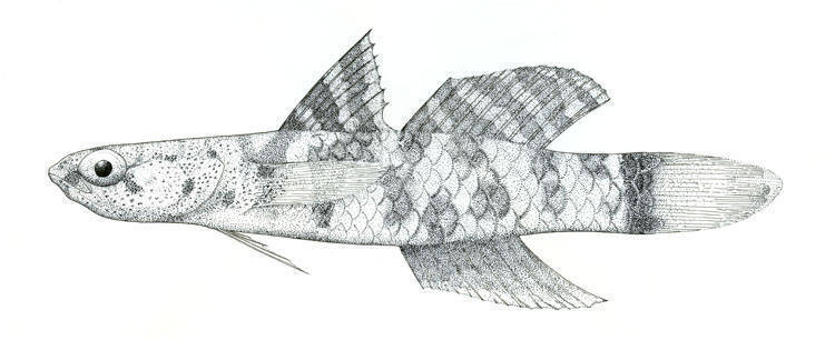 Roosevelt's Goby