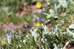 Plebejus anna