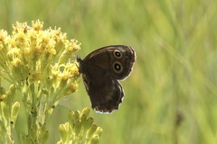 Cercyonis sthenele