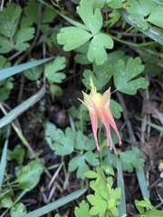 Aquilegia elegantula