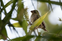 Sporophila frontalis