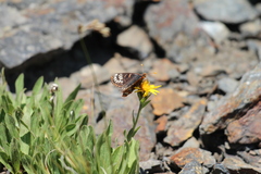 Euphydryas anicia