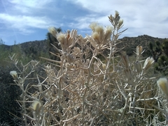 Tetradymia stenolepis