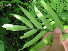 Phanerophlebia