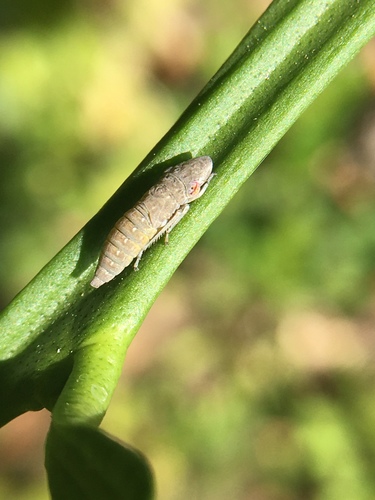 photo of Typical Leafhoppers (Cicadellidae)