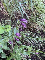 Penstemon whippleanus