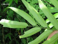 Phanerophlebia