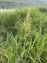 Rumex aquaticus