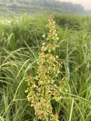 Rumex aquaticus