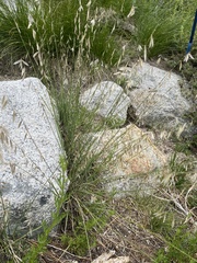 Melica stricta