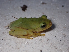 Zhangixalus schlegelii