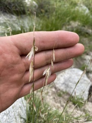 Melica stricta