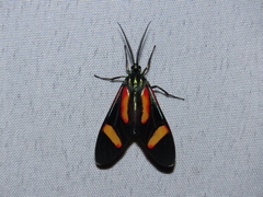 Cyanopepla submacula