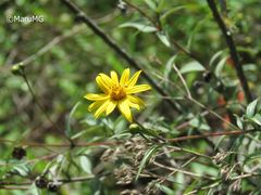 Tithonia longiradiata