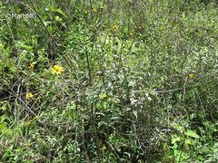 Tithonia longiradiata