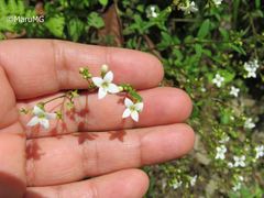 Oldenlandia microtheca