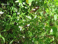 Oldenlandia microtheca