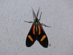 Cyanopepla submacula