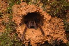 Thrigmopoeus truculentus