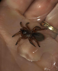 Myrmekiaphila comstocki