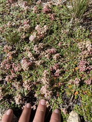 Eriogonum polypodum