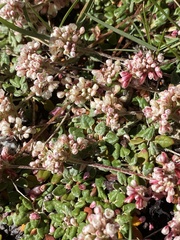 Eriogonum polypodum