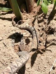 Crotalus ravus