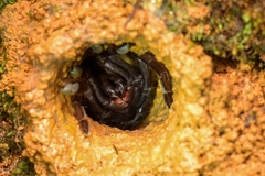 Thrigmopoeus truculentus