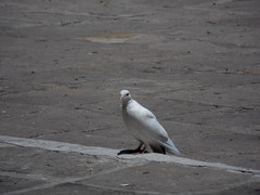 Columba livia domestica