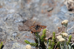 Euphydryas anicia