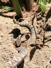 Crotalus ravus