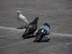 Columba livia domestica