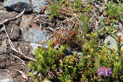 Euphydryas anicia
