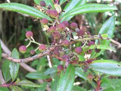 Comarostaphylis arguta