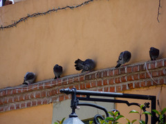 Columba livia domestica