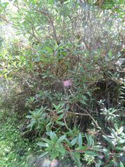 Comarostaphylis arguta