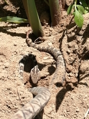 Crotalus ravus