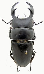Dorcus ritsemae