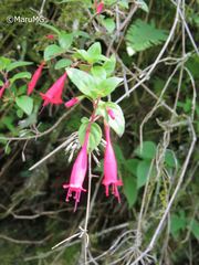 Clinopodium selerianum