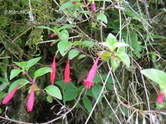 Clinopodium selerianum