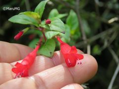 Clinopodium selerianum