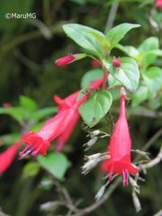 Clinopodium selerianum