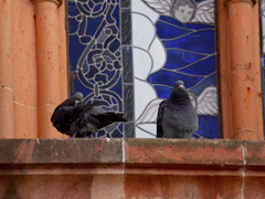 Columba livia domestica