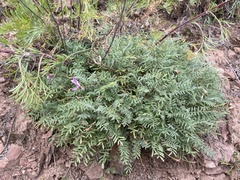 Astragalus angarensis