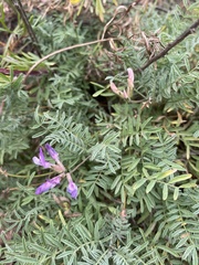 Astragalus angarensis