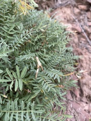Astragalus angarensis